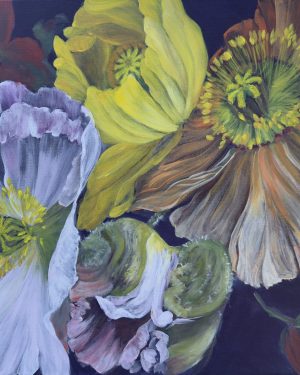 Where the Poppies Dream